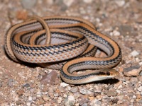 819A0619Western_Patch-nosed_Snake