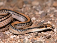 819A0621Western_Patch-nosed_Snake