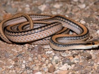 819A0622Western_Patch-nosed_Snake