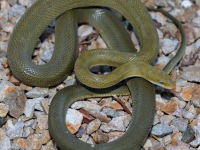 819A0625Green_Rat_Snake