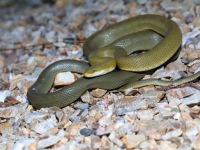 819A0632Green_Rat_Snake