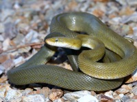 819A0644Green_Rat_Snake