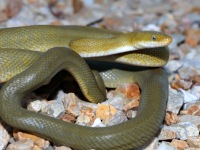 819A0648Green_Rat_Snake