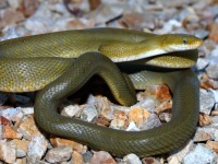 819A0650Green_Rat_Snake