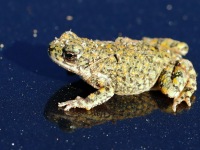 819A0654Green_Toad