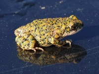 819A0657Green_Toad