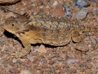 819A0663Regal_Horned_Lizard