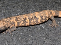 819A0670Gila_Monster