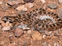 819A0696Glossy_Snake