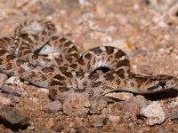 819A0698Glossy_Snake