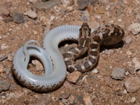 819A0705Glossy_Snake