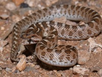 819A0706Glossy_Snake