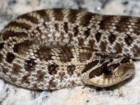 819A0721Western_Hog-nosed_Snake