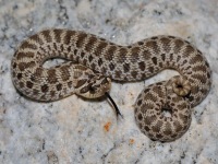 819A0726Western_Hog-nosed_Snake