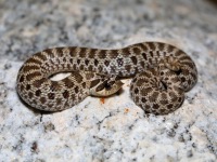 819A0728Western_Hog-nosed_Snake