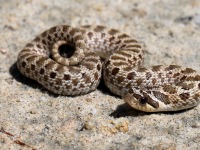 819A0745Western_Hog-nosed_Snake_Baby