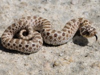 819A0752Western_Hog-nosed_Snake_Baby