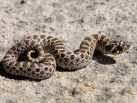 819A0753Western_Hog-nosed_Snake_Baby