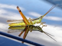 819A0762Two-Striped_Grasshopper