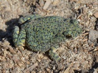 819A0773Green_Toad