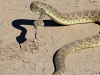 819A0781Green_Mohave_Rattlesnake