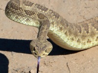 819A0784Green_Mohave_Rattlesnake