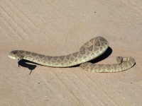 819A0787Green_Mohave_Rattlesnake