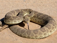 819A0788Green_Mohave_Rattlesnake