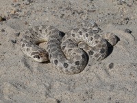 819A0801Western_Hog-nosed_Snake