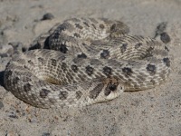 819A0803Western_Hog-nosed_Snake