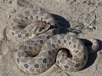 819A0812Western_Hog-nosed_Snake