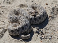 819A0815Western_Hog-nosed_Snake