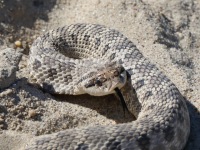 819A0821Western_Hog-nosed_Snake