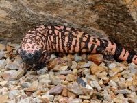 819A0888Gila_Monster