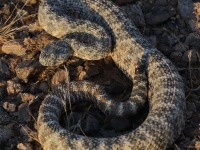 819A1019Speckled_Rattlesnake