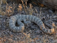 819A1026Speckled_Rattlesnake_Injured_Tail