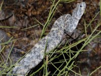 819A1048Speckled_Rattlesnake