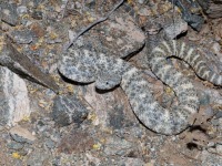 819A1049Speckled_Rattlesnake