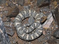 819A1054Speckled_Rattlesnake