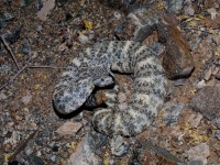 819A1061Speckled_Rattlesnake