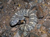 819A1063Speckled_Rattlesnake