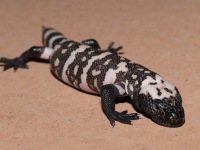 819A1073Baby_Gila_Monster