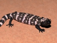 819A1092Baby_Gila_Monster