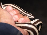 819A1097Rosy_Boa_Mexican