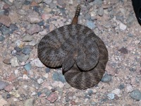 819A1103Tiger_Rattlesnake