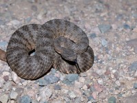 819A1109Tiger_Rattlesnake