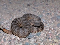 819A1110Tiger_Rattlesnake