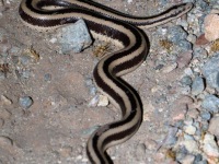 819A1114Rosy_Boa_Mexican