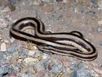 819A1123Rosy_Boa_Mexican