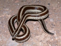 819A1127Rosy_Boa_Mexican